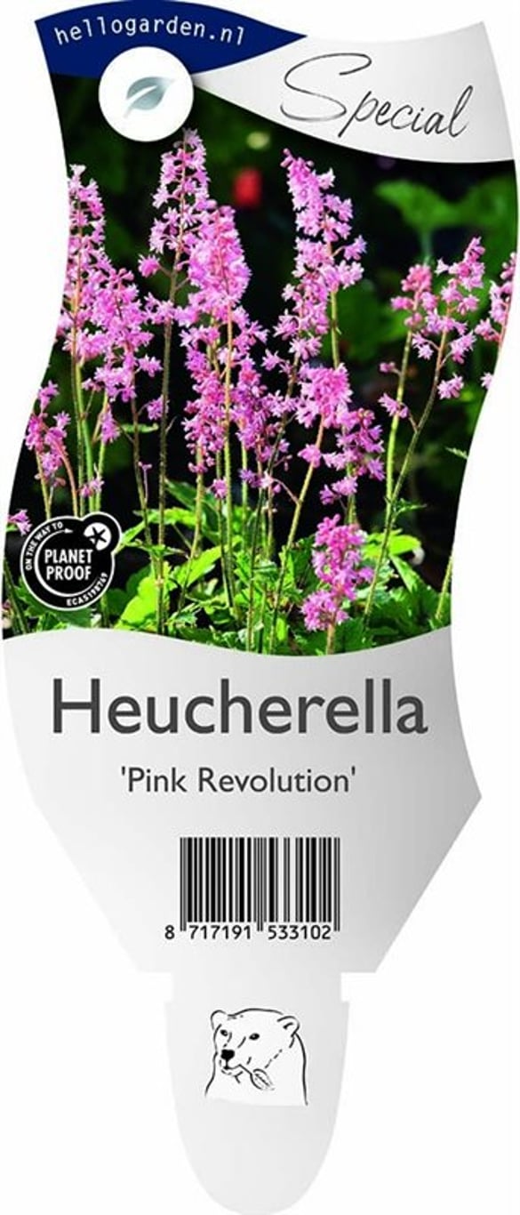 Heucherella Pink Revolution - P11